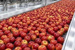 apples on a conveyor