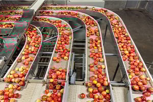 apples on a conveyor