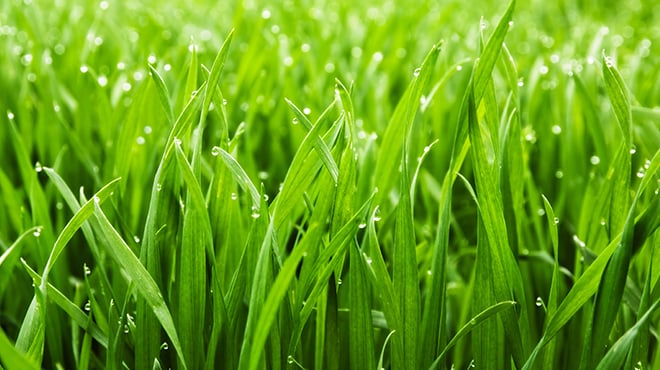 green grass