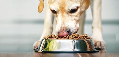 dog eating kibble from bowl