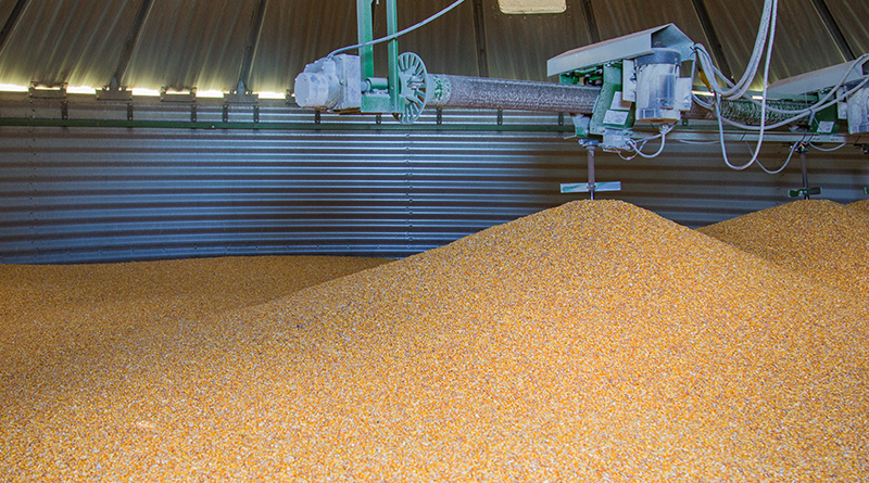 Un sistema accurato di dosaggio degli insetticidi protegge i cereali dai parassiti senza danneggiare l'ambiente