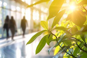 sun setting between plant in office building